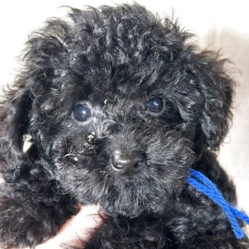 トイプードル(タイニー)【鹿児島県・男の子・2025年7月16日・ブラック】の写真「ブルーくん。タイニーサイズ。19日写真・動画UP。」