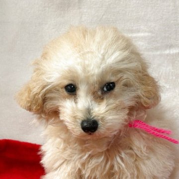 トイプードル(ティーカップ)【鹿児島県・女の子・2025年7月16日・クリーム】の写真「ピンク。ティーカップ予想、3日写真,動画UP。」