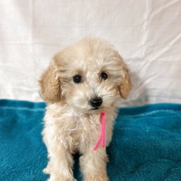 ティーカッププードルの子犬を探す｜ブリーダー直販の子犬販売
