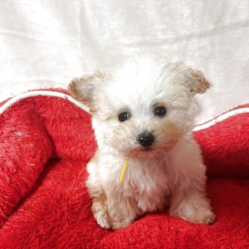 ティーカッププードル【鹿児島県・男の子・2025年2月25日・クリーム】の写真「イエローくんティーカップ～マイクロティ11日UP。」