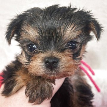 ヨークシャーテリア【鹿児島県・男の子・2025年5月26日・スチールブルー&タン】の写真「写真・動画30日UP。」