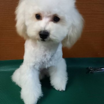 トイプードル(タイニー)【鹿児島県・女の子・2024年9月17日・ホワイト】の写真「毛量有。写真・動画9日UP。」