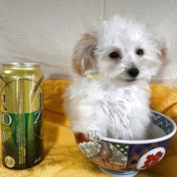 トイプードル(ティーカップ)【鹿児島県・男の子・2025年2月25日・クリーム】の写真「掲載終了6日10時。マイクロティカップ5日UP。」