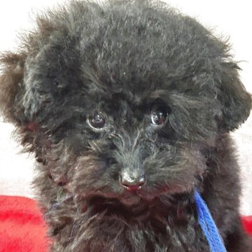 トイプードル(ティーカップ)【鹿児島県・男の子・2025年7月16日・ブラック】の写真「ブルーくん。ティカップ予想。3日写真・動画UP。」