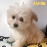 ティーカッププードル