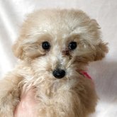 トイプードル(ティーカップ)