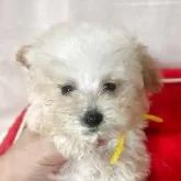 ティーカッププードル