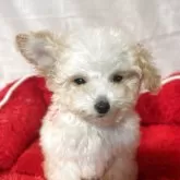 ティーカッププードル