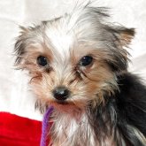 ヨークシャーテリア