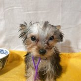 ヨークシャーテリア