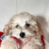 ティーカッププードル