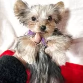 ヨークシャーテリア【鹿児島県・男の子・2025年7月21日・スチールブルー&タン】の写真4