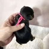 ヨープー(トイプードル×ヨークシャーテリア)【鹿児島県・女の子・2025年12月13日・スチールブルー&タン】の写真5