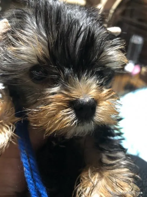 ID:1811-01065の子犬