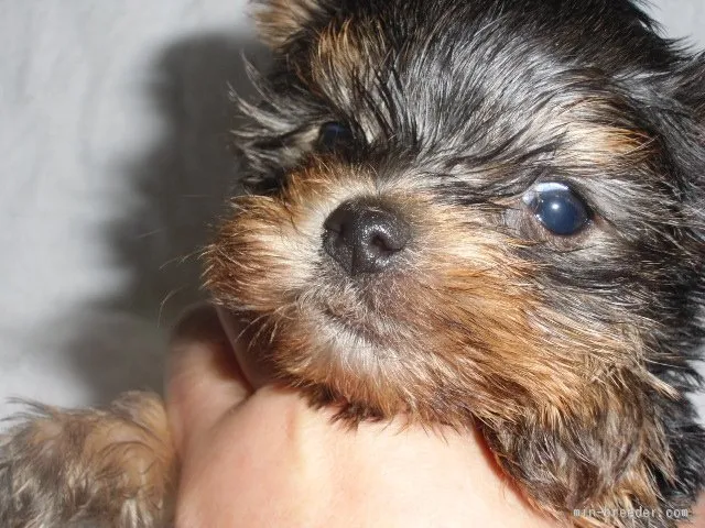 ID：1512-01093の子犬