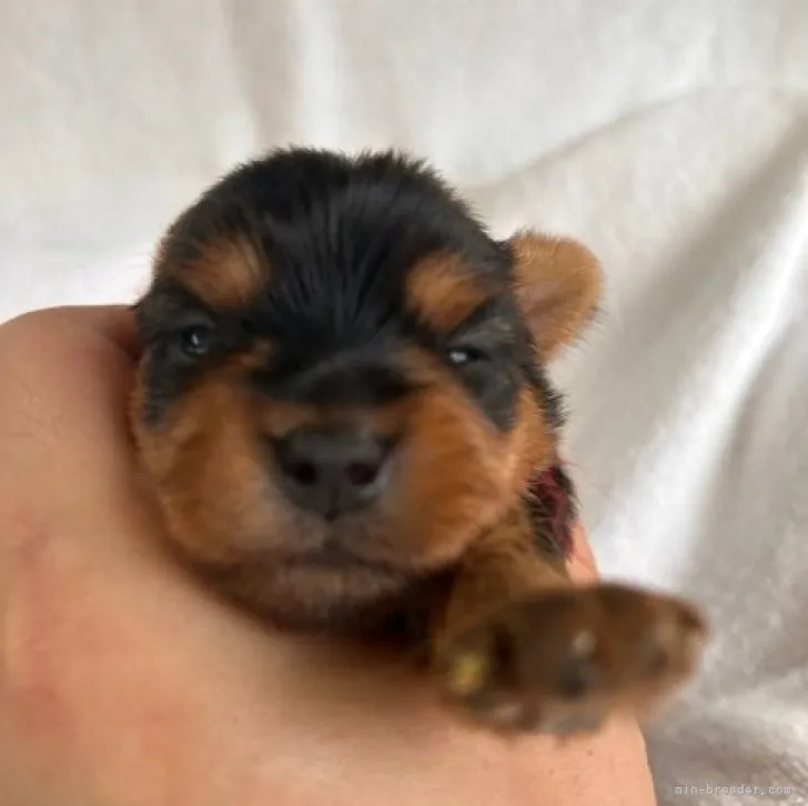 ID：2306-03813の子犬
