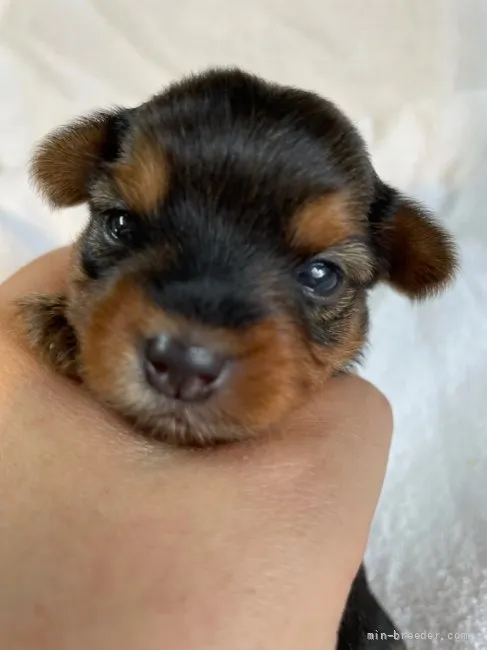 ID：2107-02741の子犬
