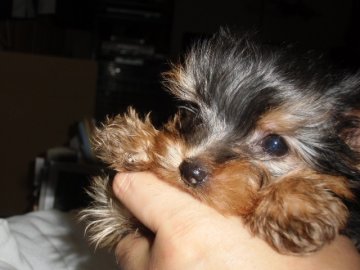 ヨークシャーテリア【鹿児島県・女の子・2013年11月6日・スティールブルー&タン】の写真「1/12動画UP　小～極小。大人しい。（黄）」
