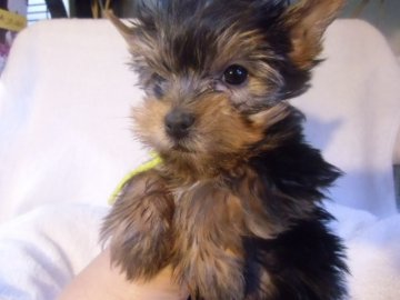 ヨークシャーテリア【鹿児島県・男の子・2019年11月19日・スチールブルー&タン】の写真「写真・動画10日UP。小振りでシャイな男の子」