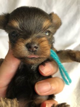 ヨークシャーテリア【鹿児島県・男の子・2018年10月12日・スティールブルー&タン】の写真「極小の男の子　　動画・写真12日更新。」
