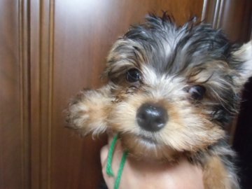 ヨークシャーテリア【鹿児島県・男の子・2016年5月31日・スティールブルー&タン】の写真「非常に大人しい 骨格しっかり　動画10日UP」