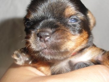 ヨークシャーテリア【鹿児島県・女の子・2016年8月22日・スティールブルー&タン】の写真「極小の女の子」