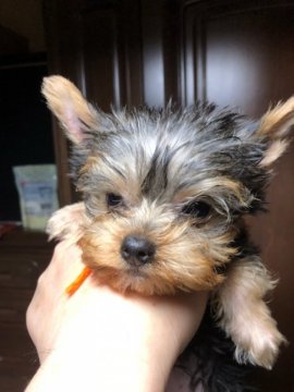 ヨークシャーテリア【鹿児島県・女の子・2018年5月8日・スティールブルー&タン】の写真「21日動画UP.小振りで足の短い女の子」