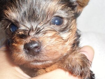 ヨークシャーテリア【鹿児島県・男の子・2016年11月9日・スティールブルー&タン】の写真「動画12日ＵＰ　骨格しっかり　小」