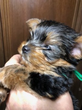 ヨークシャーテリア【鹿児島県・男の子・2019年6月29日・スティールブルー&タン】の写真「動画8日UP。マズルが詰まり可愛く、骨量のある子」