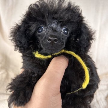 トイプードル(ティーカップ)【鹿児島県・男の子・2024年6月3日・ブラック】の写真「マイクロ～ティーカップサイズ写真、動画27日UP」