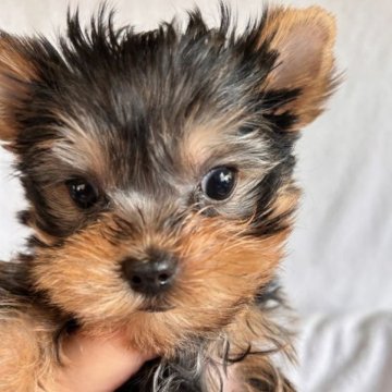 ヨークシャーテリア【鹿児島県・男の子・2023年4月27日・スチールブルー&タン】の写真「写真、動画27日UP。スカイ。小、短足。」