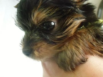 ヨークシャーテリア【鹿児島県・男の子・2016年12月10日・スティールブルー&タン】の写真「動画20日ＵＰ　骨格しっかり　小」