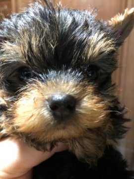 ヨークシャーテリア【鹿児島県・女の子・2018年5月8日・スティールブルー&タン】の写真「6月21日動画・一部写真UP.小振りの女の子。」