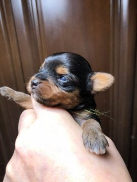 ヨークシャーテリア【鹿児島県・男の子・2018年5月8日・スティールブルー&タン】の写真「動画UP.元気な男の子。」