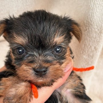 ヨークシャーテリア【鹿児島県・女の子・2024年6月1日・スチールブルー&タン】の写真「元気な女の子。」