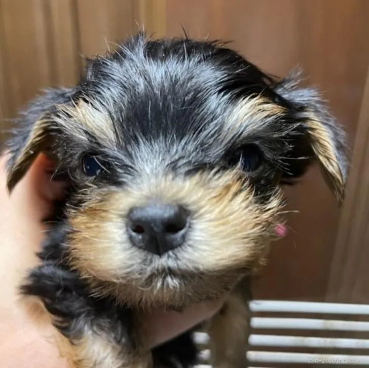 ID:2205-03198の子犬