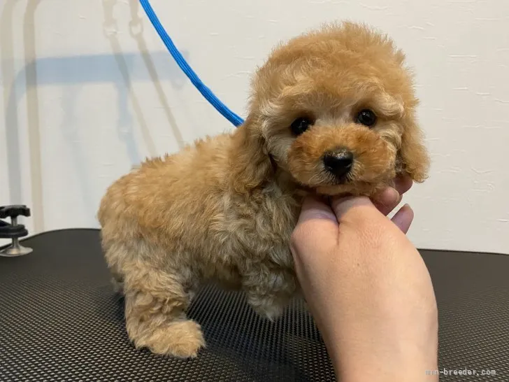ID：2112-02047の子犬