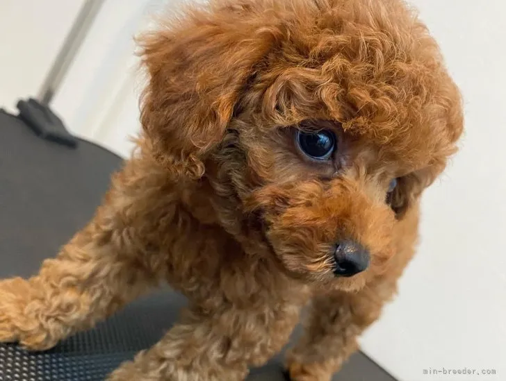 ID:2212-03720の子犬