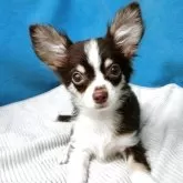 チワワ(ロング)
