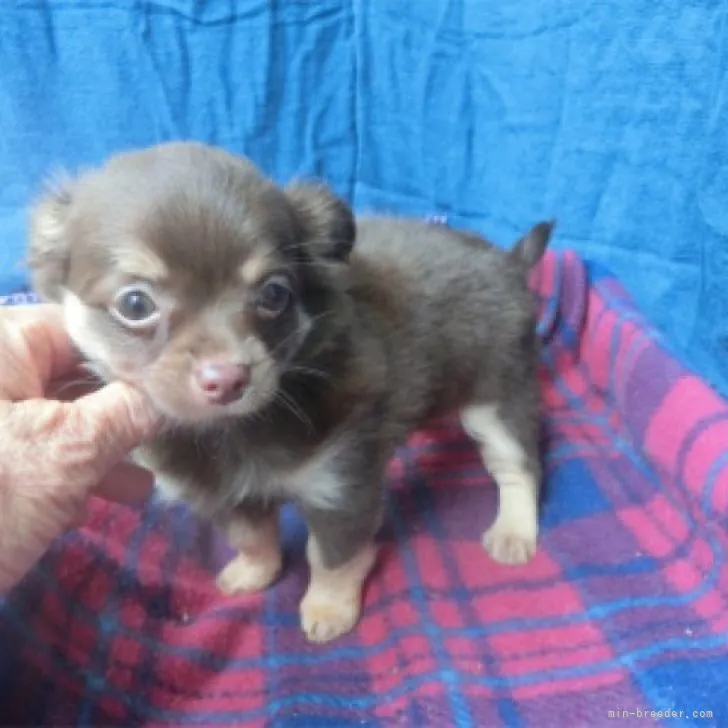 ID：2308-02352の子犬