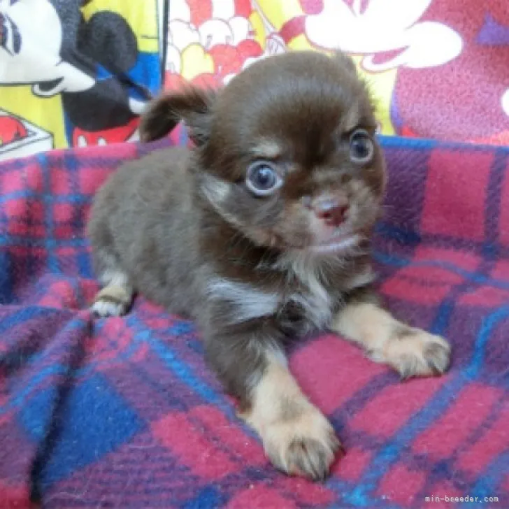 yumi 様のお迎えした子犬