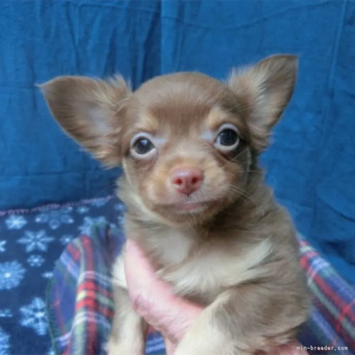 ID:2308-02363の子犬