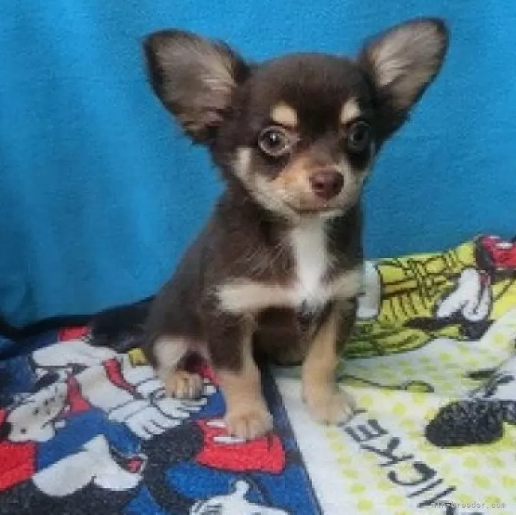 ポンちゃん 様のお迎えした子犬