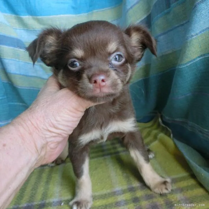 ID：2210-02708の子犬