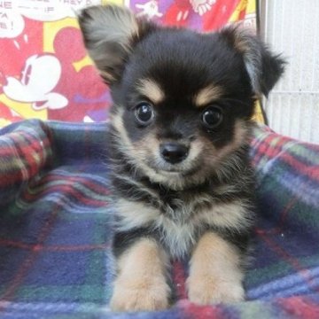 チワワ(ロング)【静岡県・男の子・2023年8月17日・ブラックタン】の写真「お顔がかわいい　ふさふさ毛並みがきれいです」