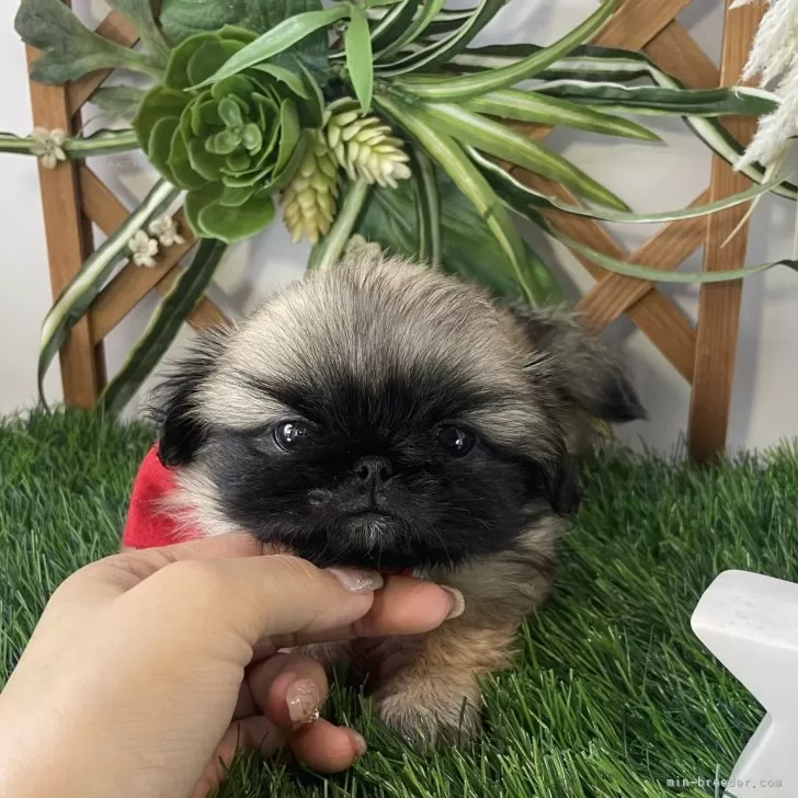 S.Y 様のお迎えした子犬