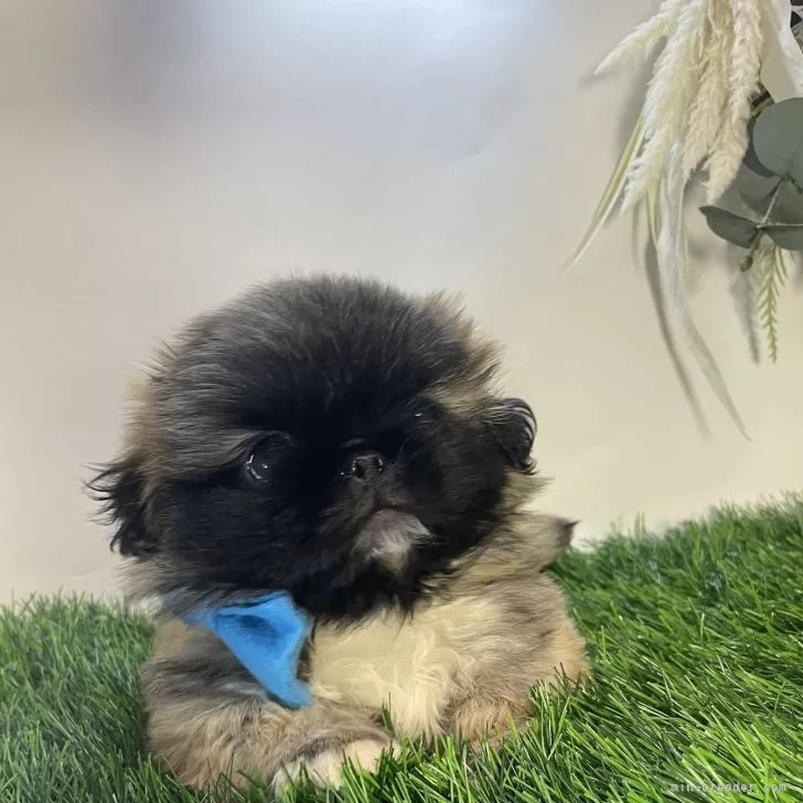 ID：2408-04830の子犬