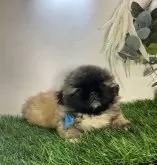 ペキニーズ【岐阜県・男の子・2024年7月4日・フォーン ブラックマスク】の写真2