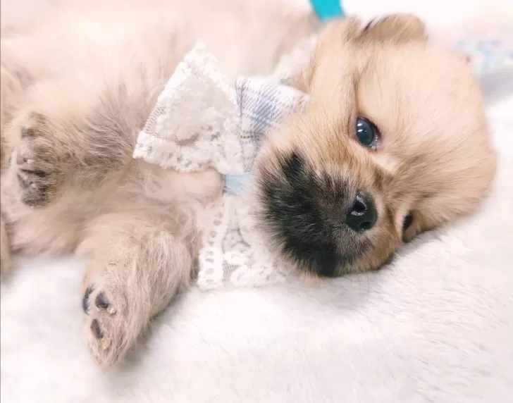 ポメラニアン【栃木県・男の子・2025年10月15日・オレンジセーブル