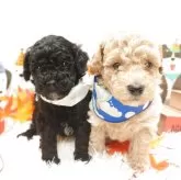 トイプードル(トイ)【栃木県・男の子・2025年9月25日・アプリコット】の写真12